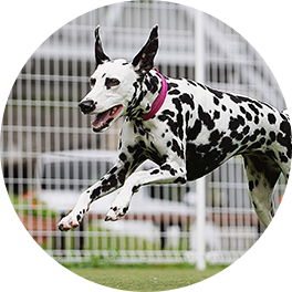 走る犬