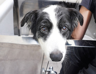 サロンでケアを受ける犬
